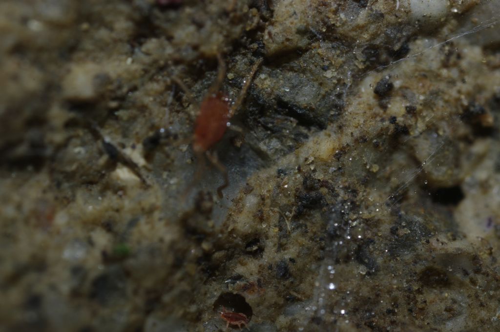 Piccoli acari della famiglia Bdellidae